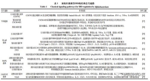 双歧杆菌及其制剂在炎症性肠病治疗中的机制研究进展——基于东北农业大学孟祥晨教授团队的研究视角