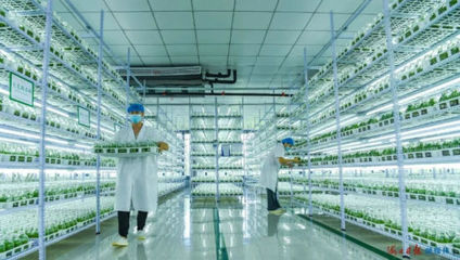 自贸潮头乘风破浪 海口农业科研试验发展的创新图景