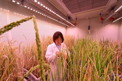 我国种业安全的风险审视与农业科技创新的发展路径