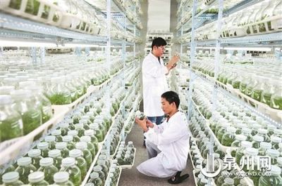 晋江 持续创新转型，在农业科研领域继续扛旗领跑